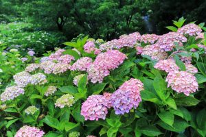 根尾川ガーデン、あじさい、6月夏の花、岐阜県本巣市の観光・撮影スポットの画像と写真