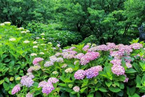 根尾川ガーデン、あじさい、6月夏の花、岐阜県本巣市の観光・撮影スポットの画像と写真
