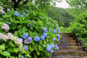 根尾川ガーデン、あじさい、6月夏の花、岐阜県本巣市の観光・撮影スポットの画像と写真