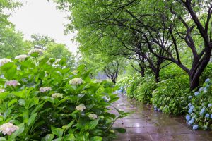 根尾川ガーデン、あじさい、6月夏の花、岐阜県本巣市の観光・撮影スポットの画像と写真