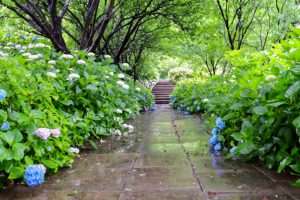 根尾川ガーデン、あじさい、6月夏の花、岐阜県本巣市の観光・撮影スポットの画像と写真