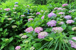 根尾川ガーデン、あじさい、6月夏の花、岐阜県本巣市の観光・撮影スポットの画像と写真