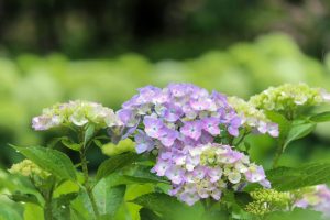 根尾川ガーデン、あじさい、6月夏の花、岐阜県本巣市の観光・撮影スポットの画像と写真