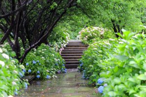 根尾川ガーデン、あじさい、6月夏の花、岐阜県本巣市の観光・撮影スポットの画像と写真