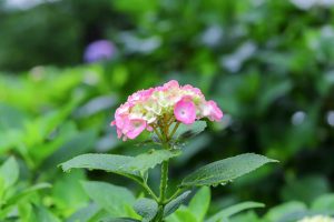 根尾川ガーデン、あじさい、6月夏の花、岐阜県本巣市の観光・撮影スポットの画像と写真