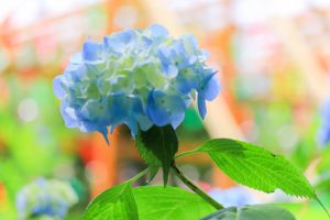 関ヶ原ウォーランド、風鈴祭り、7月、8月、9月、夏、岐阜県不破郡関ケ原町の観光・撮影スポットの画像と写真
