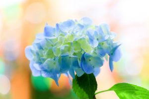 関ヶ原ウォーランド、風鈴祭り、7月、8月、9月、夏、岐阜県不破郡関ケ原町の観光・撮影スポットの画像と写真
