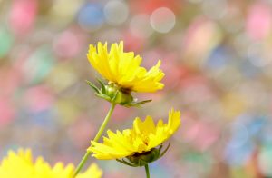 関ヶ原ウォーランド、風鈴祭り、7月、8月、9月、夏、岐阜県不破郡関ケ原町の観光・撮影スポットの画像と写真