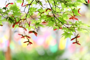 関ヶ原ウォーランド、風鈴祭り、7月、8月、9月、夏、岐阜県不破郡関ケ原町の観光・撮影スポットの画像と写真