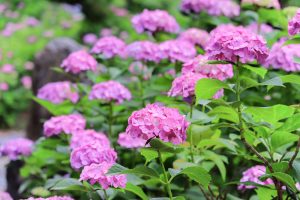大塚性海寺歴史公園、あじさい、5月夏の花、愛知県稲沢市の観光・撮影スポットの画像と写真
