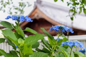 大塚性海寺歴史公園、あじさい、5月夏の花、愛知県稲沢市の観光・撮影スポットの画像と写真