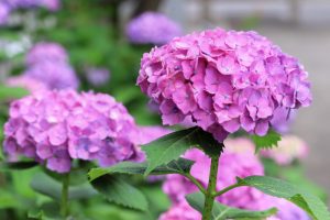 大塚性海寺歴史公園、あじさい、5月夏の花、愛知県稲沢市の観光・撮影スポットの画像と写真