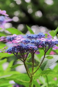 大塚性海寺歴史公園、あじさい、5月夏の花、愛知県稲沢市の観光・撮影スポットの画像と写真