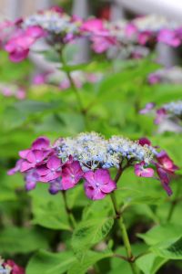 大塚性海寺歴史公園、あじさい、5月夏の花、愛知県稲沢市の観光・撮影スポットの画像と写真
