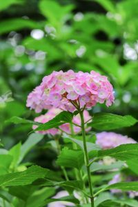 大塚性海寺歴史公園、あじさい、5月夏の花、愛知県稲沢市の観光・撮影スポットの画像と写真