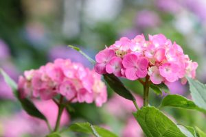 大塚性海寺歴史公園、あじさい、5月夏の花、愛知県稲沢市の観光・撮影スポットの画像と写真