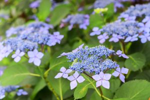 大塚性海寺歴史公園、あじさい、5月夏の花、愛知県稲沢市の観光・撮影スポットの画像と写真