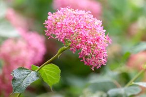 大塚性海寺歴史公園、あじさい、5月夏の花、愛知県稲沢市の観光・撮影スポットの画像と写真