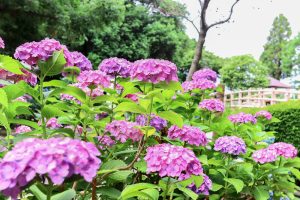 大塚性海寺歴史公園、あじさい、5月夏の花、愛知県稲沢市の観光・撮影スポットの画像と写真