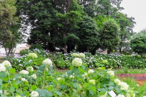 大塚性海寺歴史公園、あじさい、5月夏の花、愛知県稲沢市の観光・撮影スポットの画像と写真