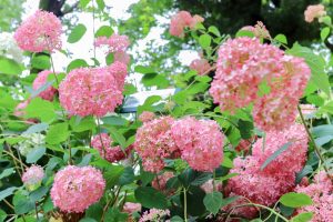大塚性海寺歴史公園、あじさい、5月夏の花、愛知県稲沢市の観光・撮影スポットの画像と写真