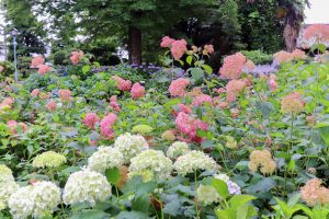 大塚性海寺歴史公園、あじさい、5月夏の花、愛知県稲沢市の観光・撮影スポットの画像と写真
