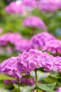 大塚性海寺歴史公園、あじさい、5月夏の花、愛知県稲沢市の観光・撮影スポットの画像と写真