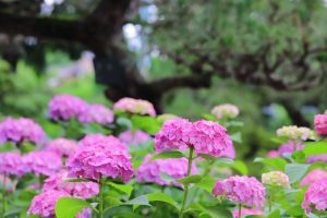 大塚性海寺歴史公園、あじさい、5月夏の花、愛知県稲沢市の観光・撮影スポットの画像と写真
