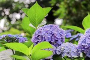 大塚性海寺歴史公園、あじさい、5月夏の花、愛知県稲沢市の観光・撮影スポットの画像と写真
