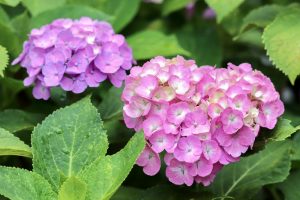 大塚性海寺歴史公園、あじさい、5月夏の花、愛知県稲沢市の観光・撮影スポットの画像と写真