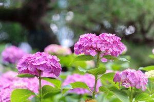 大塚性海寺歴史公園、あじさい、5月夏の花、愛知県稲沢市の観光・撮影スポットの画像と写真