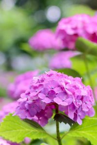 大塚性海寺歴史公園、あじさい、5月夏の花、愛知県稲沢市の観光・撮影スポットの画像と写真