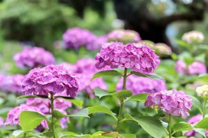 大塚性海寺歴史公園、あじさい、5月夏の花、愛知県稲沢市の観光・撮影スポットの画像と写真