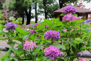 大塚性海寺歴史公園、あじさい、5月夏の花、愛知県稲沢市の観光・撮影スポットの画像と写真