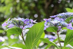 大塚性海寺歴史公園、あじさい、5月夏の花、愛知県稲沢市の観光・撮影スポットの画像と写真