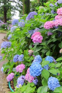 大塚性海寺歴史公園、あじさい、5月夏の花、愛知県稲沢市の観光・撮影スポットの画像と写真