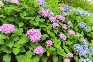 大塚性海寺歴史公園、あじさい、5月夏の花、愛知県稲沢市の観光・撮影スポットの画像と写真