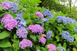 大塚性海寺歴史公園、あじさい、5月夏の花、愛知県稲沢市の観光・撮影スポットの画像と写真