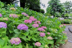大塚性海寺歴史公園、あじさい、5月夏の花、愛知県稲沢市の観光・撮影スポットの画像と写真