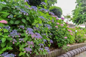 大塚性海寺歴史公園、あじさい、5月夏の花、愛知県稲沢市の観光・撮影スポットの画像と写真