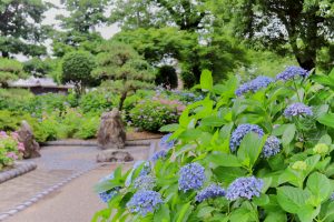 大塚性海寺歴史公園、あじさい、5月夏の花、愛知県稲沢市の観光・撮影スポットの画像と写真