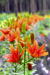 谷汲ユリ園、６月夏の花、岐阜県揖斐郡の観光・撮影スポットの画像と写真谷汲ユリ園、６月夏の花、岐阜県揖斐郡の観光・撮影スポットの画像と写真