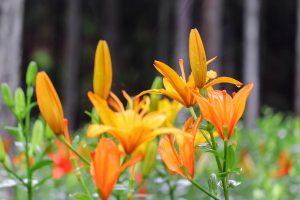 谷汲ユリ園、６月夏の花、岐阜県揖斐郡の観光・撮影スポットの画像と写真谷汲ユリ園、６月夏の花、岐阜県揖斐郡の観光・撮影スポットの画像と写真