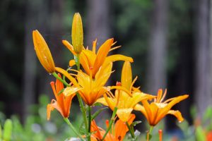 谷汲ユリ園、６月夏の花、岐阜県揖斐郡の観光・撮影スポットの画像と写真谷汲ユリ園、６月夏の花、岐阜県揖斐郡の観光・撮影スポットの画像と写真