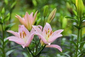 谷汲ユリ園、６月夏の花、岐阜県揖斐郡の観光・撮影スポットの画像と写真谷汲ユリ園、６月夏の花、岐阜県揖斐郡の観光・撮影スポットの画像と写真