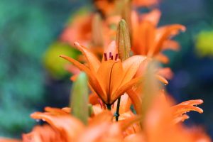 谷汲ユリ園、６月夏の花、岐阜県揖斐郡の観光・撮影スポットの画像と写真谷汲ユリ園、６月夏の花、岐阜県揖斐郡の観光・撮影スポットの画像と写真