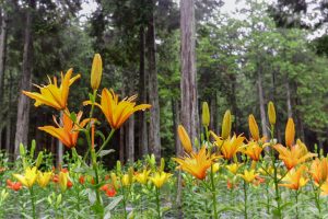 谷汲ユリ園、６月夏の花、岐阜県揖斐郡の観光・撮影スポットの画像と写真谷汲ユリ園、６月夏の花、岐阜県揖斐郡の観光・撮影スポットの画像と写真
