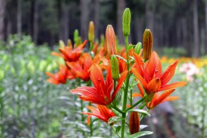 谷汲ユリ園、６月夏の花、岐阜県揖斐郡の観光・撮影スポットの画像と写真谷汲ユリ園、６月夏の花、岐阜県揖斐郡の観光・撮影スポットの画像と写真