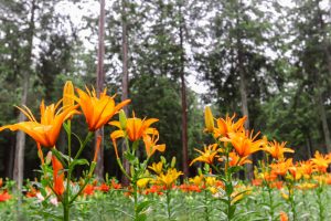 谷汲ユリ園、６月夏の花、岐阜県揖斐郡の観光・撮影スポットの画像と写真谷汲ユリ園、６月夏の花、岐阜県揖斐郡の観光・撮影スポットの画像と写真
