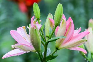 谷汲ユリ園、６月夏の花、岐阜県揖斐郡の観光・撮影スポットの画像と写真谷汲ユリ園、６月夏の花、岐阜県揖斐郡の観光・撮影スポットの画像と写真